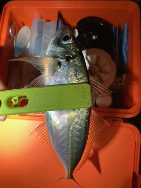 メバリング、アジング