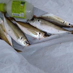 アジ、エソ、タチウオ（お）