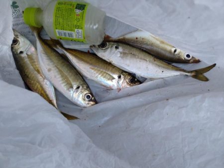 アジ、エソ、タチウオ（お）