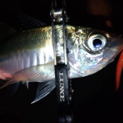 鯵道1Gでアジング