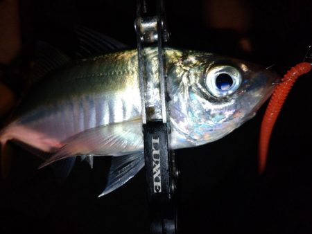 鯵道1Gでアジング