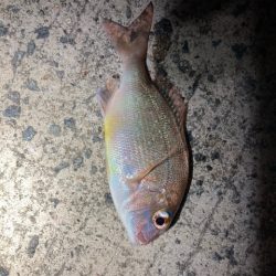 アジング、メバリング