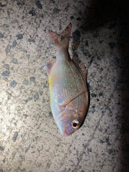 アジング、メバリング