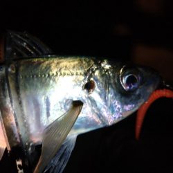 鯵道1Gでアジング