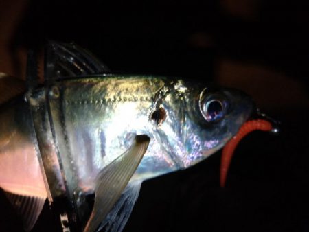 鯵道1Gでアジング