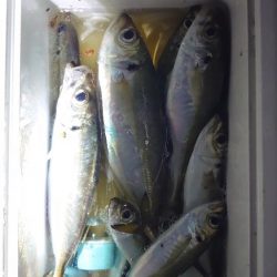 難しいアジング