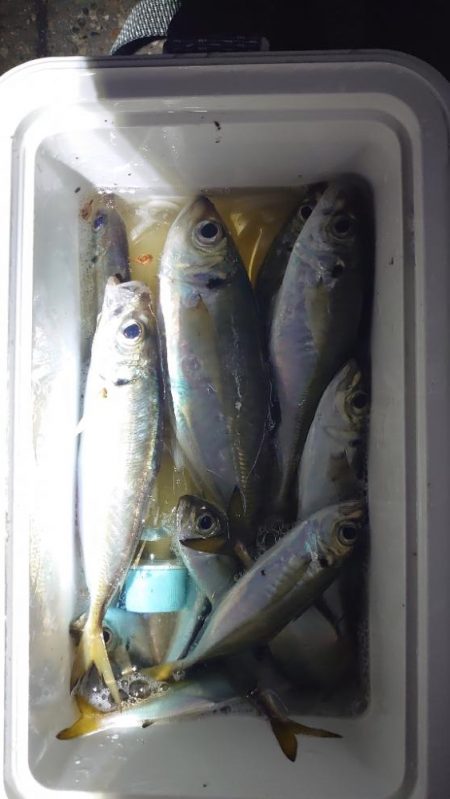 難しいアジング