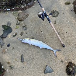 サゴシランガン