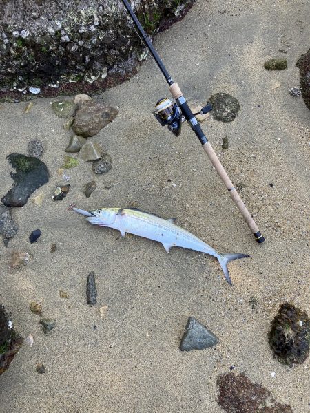 サゴシランガン