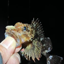 ガッシーで納竿会