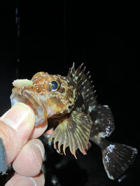 ガッシーで納竿会