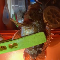 アジング、メバリング