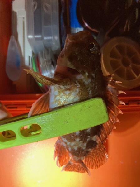 アジング、メバリング