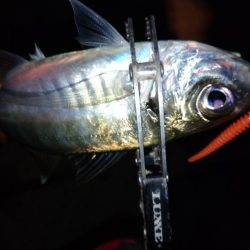 鯵道1Gでアジング