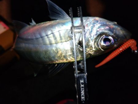 鯵道1Gでアジング