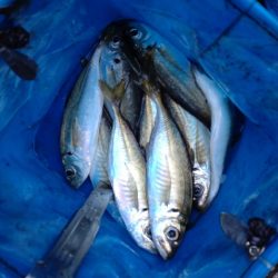 アジ、サゴシ、タチウオ、シマガツオ（おと）