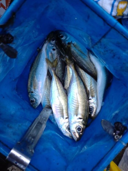 アジ、サゴシ、タチウオ、シマガツオ（おと）