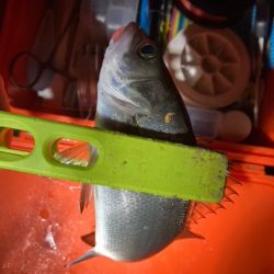 メバリング、アジング