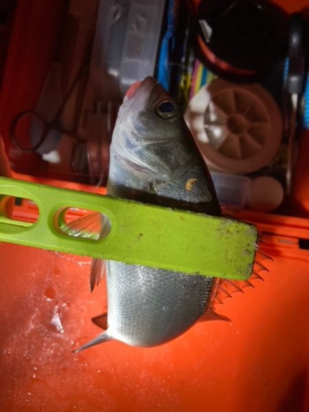 メバリング、アジング