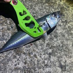 豆アジすら激渋!隣で良型アジがポツポツ