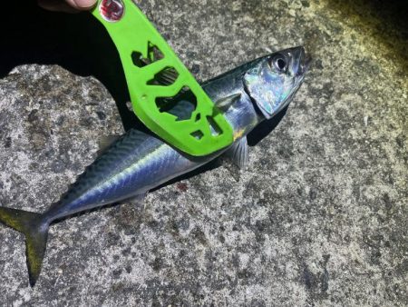 豆アジすら激渋!隣で良型アジがポツポツ