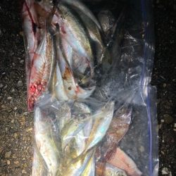 アジング、メバリング