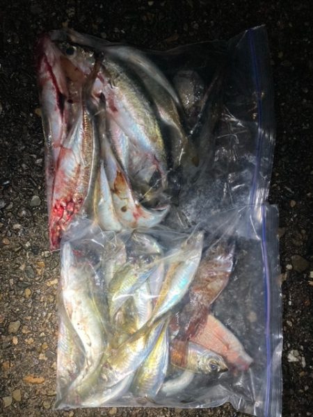 アジング、メバリング