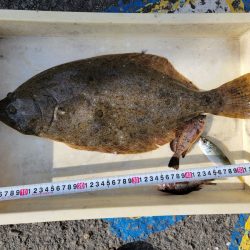 マリーナシティ海釣り公園釣果