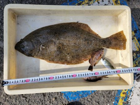 マリーナシティ海釣り公園釣果