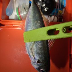 アジング、メバリング