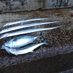 アジ、サゴシ、タチウオ、シマガツオ（おと）