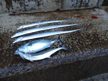 アジ、サゴシ、タチウオ、シマガツオ（おと）