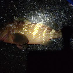 アジングで、カサゴ.キジハタ！