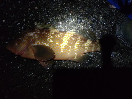 アジングで、カサゴ.キジハタ！