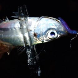 手強い満月大潮