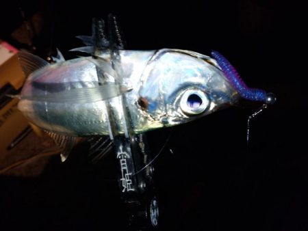 手強い満月大潮