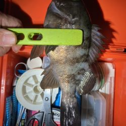 アジング、メバリング