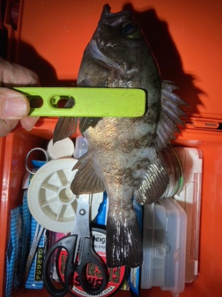 アジング、メバリング