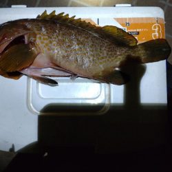 アジングで、カサゴ.キジハタ！