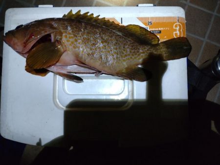 アジングで、カサゴ.キジハタ！