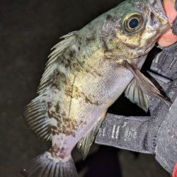 メバリングがアジングに