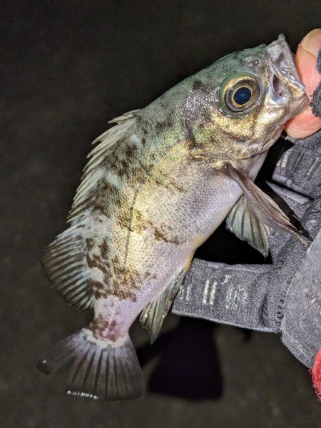 メバリングがアジングに