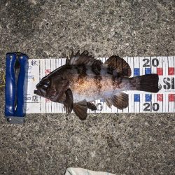 渋いメバリング