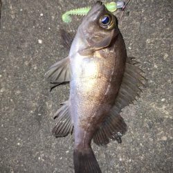 メバル釣り