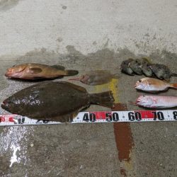 色んな魚種（サウス）