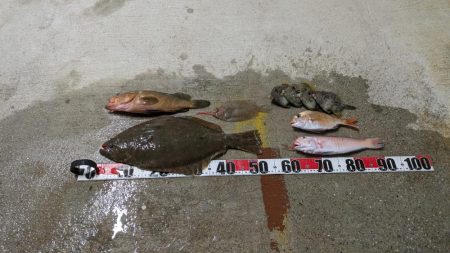 色んな魚種（サウス）