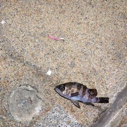 爆風ライトゲーム