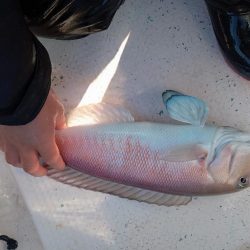 伊島近海鯛ラバ