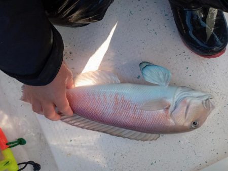 伊島近海鯛ラバ