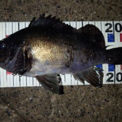 活性は高くない。